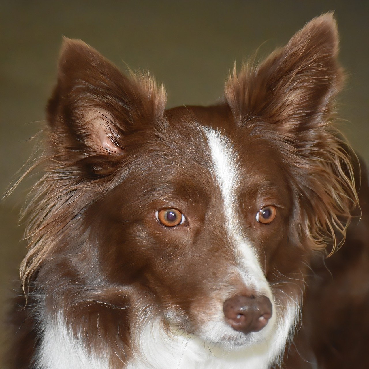 The Energetic Spirit of Border Collies